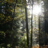 Deep Forest Sciences's profile picture