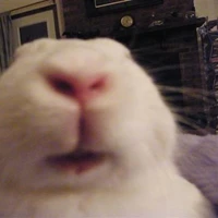 Weird ass rabbit's picture