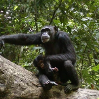 Wild Chimpanzee Foundation's profile picture