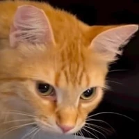 orange_cat_organisation's profile picture