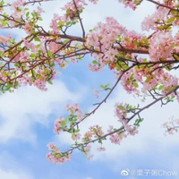 Shuofei Qiao's profile picture