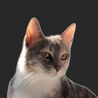 Steven Chen's profile picture