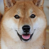 luke9705's lab's profile picture