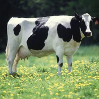 Cattle Medical Chatbot's profile picture