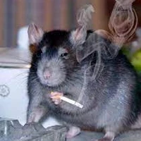 British Rat Organization's profile picture