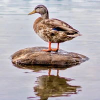 Duck Systems's profile picture