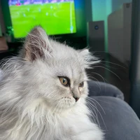 Aziz Coban's profile picture