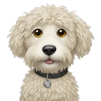 Bowei Yan's profile picture