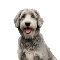 Atilla Peter Kiraly's profile picture