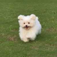 Chuyu Zhao's profile picture